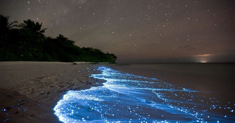 Vaadhoo: Memo пополнили коллекцию Graines Vagabondes